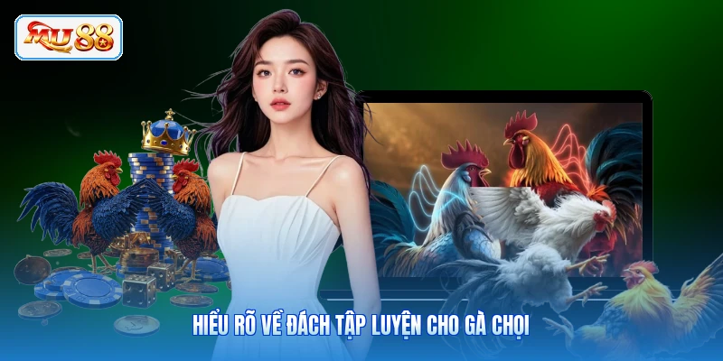 Hiểu rõ về cách tập luyện cho gà chọi