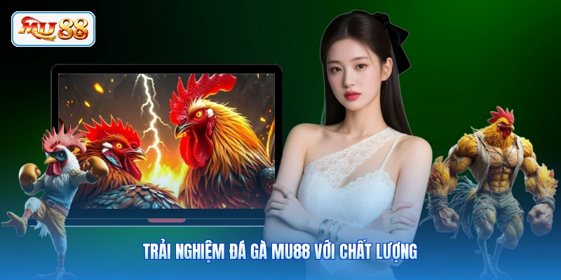 Trải nghiệm đá gà MU88 với chất lượng